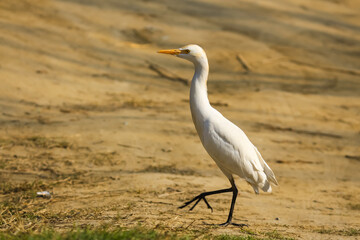 grey heron ardea cinerea stepping forward brisk walking on the ground