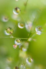 Soft smooth water drops on stems with glare, light blinks, reflections inside on blur light green background, macro, texture, vertical. Wet green plants after rain in sunlight.
