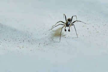 Ant Spiders Genus Zodarion ant-eating spiders