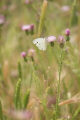White butterfly perched on a purple flower in the field, Vertical