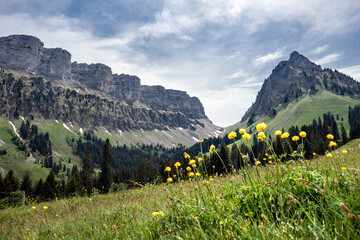 Trollblume, Eriz, Eriztal, Burst und die sieben Hengste, Innereriz, Justistal, Sichle, Wanderweg, wandern, Landschaft, Natur, Bern, Schweiz