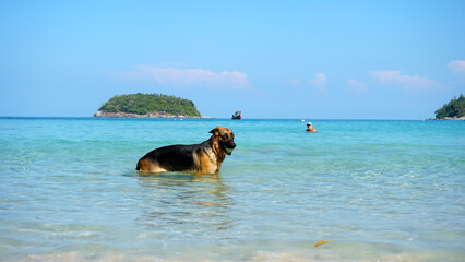 The shepherd dog holds the ball in his teeth and swims in the blue transparent sea. In the distance you can see an island covered with palm trees, clouds, a fishing boat. A man in a cap is swimming