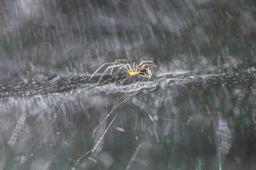 Drobny pająk polujący na pajęczynie