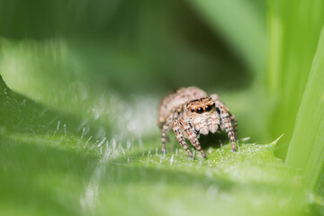 pająk skakun na zielonym liściu