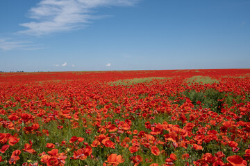 poppy field and sky on a sunny day.