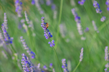 pollinator bee on lavender flower, provence, france
