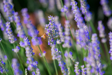 pollinator bee on lavender flower, provence, france