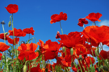 Red poppies close-up against the blue sky