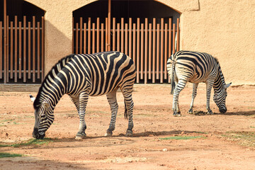 Zebras in the zoo