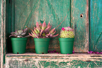 Decorative succulent plants of aloe, cactus and echeveria in green pots in front of a wooden window shutter.