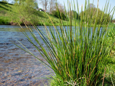 Teichgras an einem Flussufer