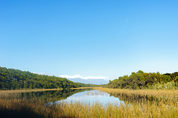 Fototapeta premium Beautiful calm reflection in Ship Creek swamp bordered by orange colored reeds and ancient green kahikitea forest
