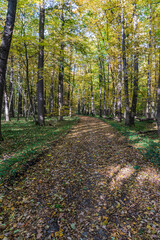 Autumn forest with trail covered by fallen leaves