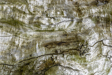  Abstrakcyjne naturalne tło tekstury starego spróchniałego pnia drzewa.