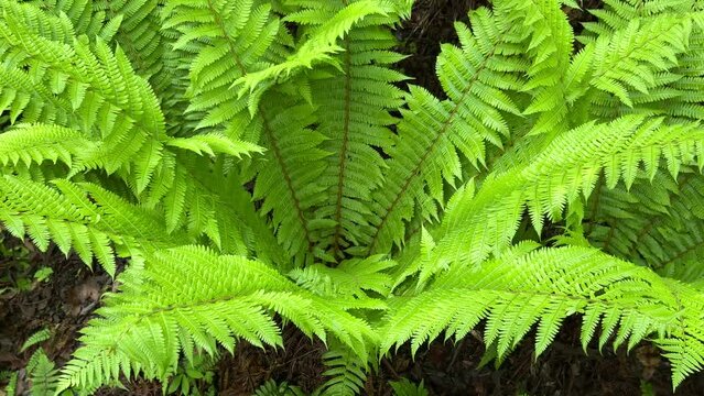 dryopteris オシダ シダ