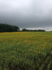 A sea of sunflowers in full bloom