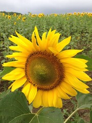 A close-up of a perfectly blooming sunflower