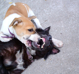 Two dogs play together with happiness