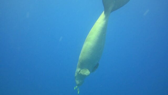 dugong