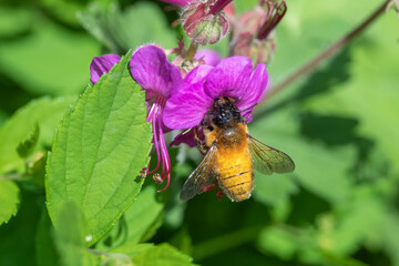 Hummelart an Storchenschnabel © scaleworker