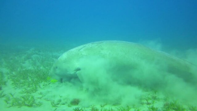 dugong