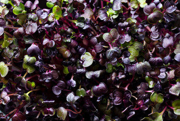 Radish micro herbs salad sprouts background. Close up. Top view.