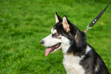 Husky dog portrait beautiful photo. Selective focus.