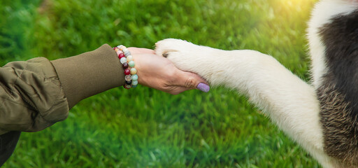 The dog gives a paw to a man. Selective focus.