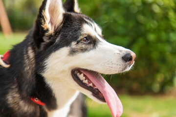 Husky dog portrait beautiful photo. Selective focus.