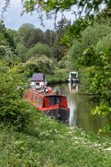 Fototapeta na wymiar A canal scene, looking through the foliage at three narrow boats moored on the side of a canal