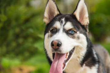 Naklejka na ściany i meble Husky dog portrait beautiful photo. Selective focus.