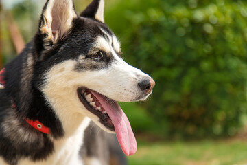 Husky dog portrait beautiful photo. Selective focus.