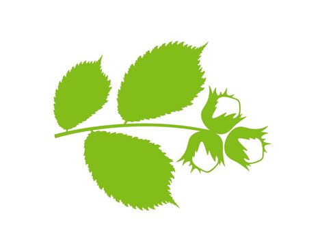Hazelnut branch logo. Isolated hazelnut on white background