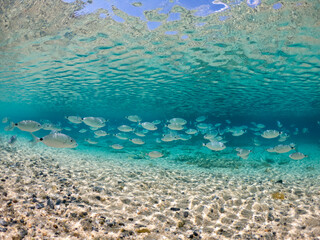 A crowd of Mediterranean fish in the crystal clear waters of Villasimius, Sardinia, Mediterranean....