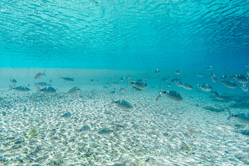 Fototapeta na wymiar A crowd of Mediterranean fish in the crystal clear waters of Villasimius, Sardinia, Mediterranean. Underwater photography