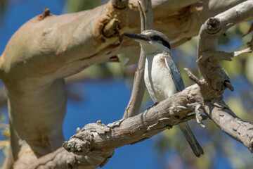 Red-backed Kingfisher in Queensland Australia