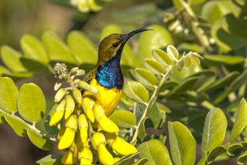 Olive-backed Sunbird in Queensland Australia
