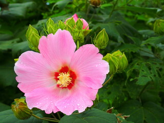 雨上りのピンクの芙蓉の花