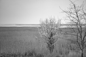 Fototapeta premium Tree in black and white in the reeds on the darss. dramatic sky by the sea . Landscape