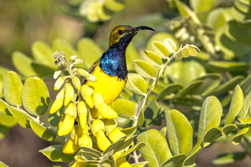 Olive-backed Sunbird in Queensland Australia