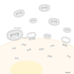 The infection pathway of Variola virus or Poxvirus (Orthopoxvirus) into the host cell with fusion and binding