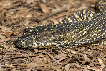 Lace Monitor in Queensland Australia