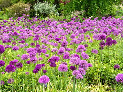Large purple Alliums flowering in a garden