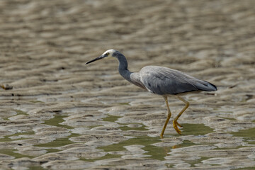 White-faced Heron in Queensland Australia