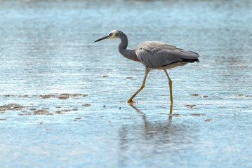 White-faced Heron in Queensland Australia