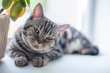 Beautiful fluffy striped shorthair British cat lying on windowsill and looks seriously. The animal lies next to indoor flower on white window.