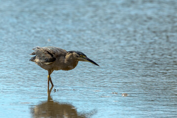Striated Heron in Queensland Australia