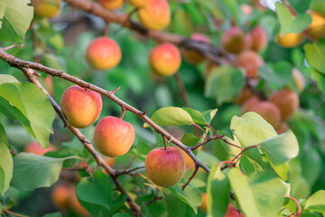 Ripe apricots on the orchard tree in the garden.