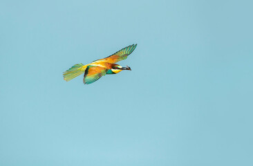 Rainbow Bee Bird flying in the sky . The bird comes from a bird family called Meropidae and is found in Turkey.