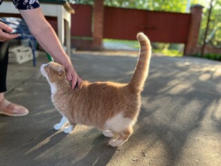 A person wants to pat a ginger cat. A fluffy adorable kitty looking at a human who wants to pet...